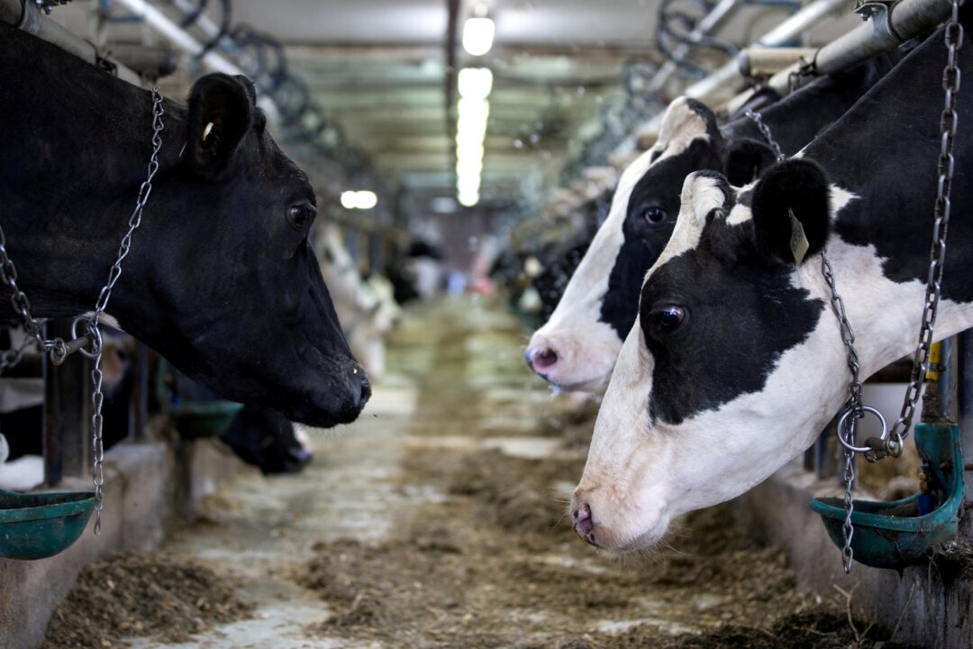 Supply Management in Canada: Senate Protects Dairy, Poultry, and Eggs from Trade Deals