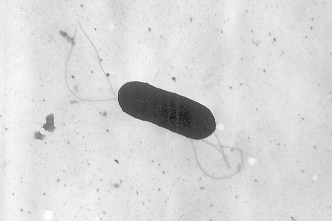 Listeria Outbreak: Kroger and Walmart Prepared Meals Recalled After Multiple Deaths
