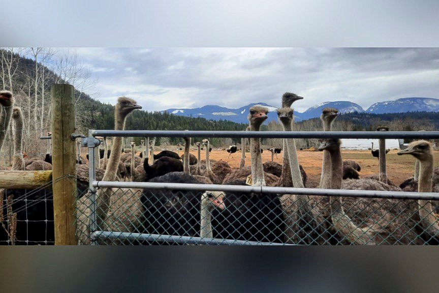 Federal Court Halts Ostrich Cull, But Temporary Reprieve Looms for BC Farm